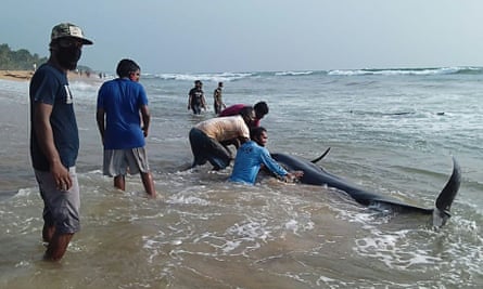 Volunteers try to push back a stranded short-finned pilot whale on Panadura beach, Sri Lanka.