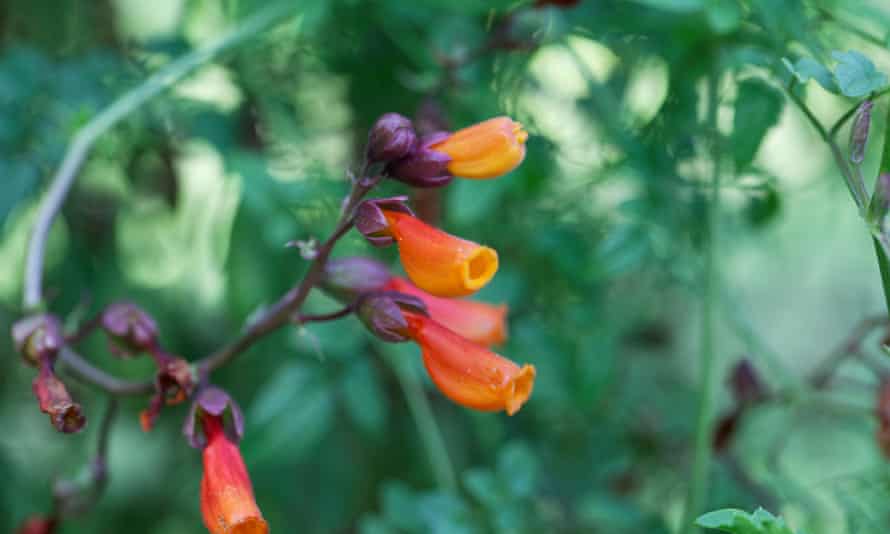 Start tropical climbers now for a blaze of summer garden glory | Gardening advice