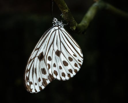 Supplied image of the the smaller wood nymph, Ideopsis gaura.