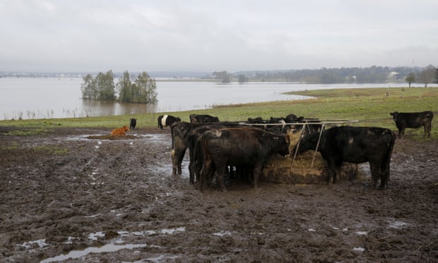 Livestock is fed on high ground above flood water in Morpeth, NSW