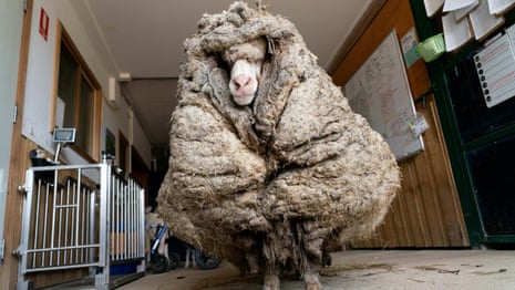 Baarack the sheep shorn of 35kg fleece after being found roaming in rural Australia – video