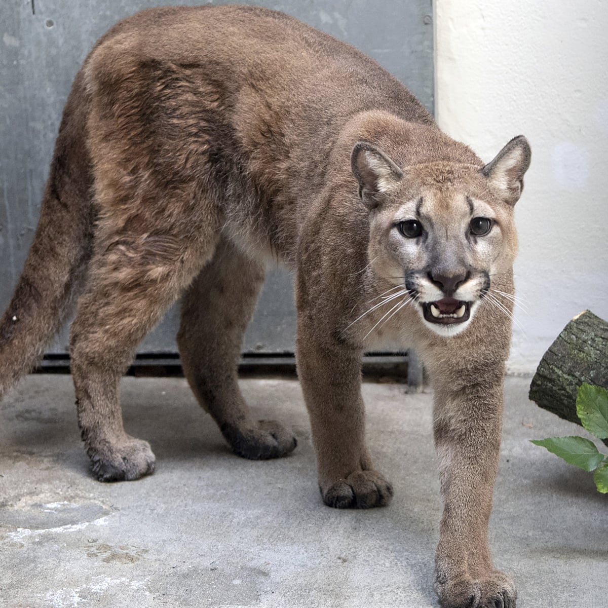 Baby cougar rescued from New York City apartment | New York | The Guardian