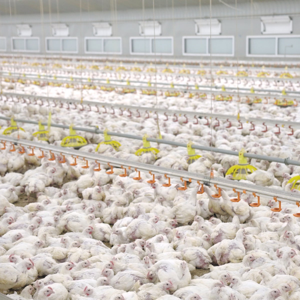 Factory Farm Chickens