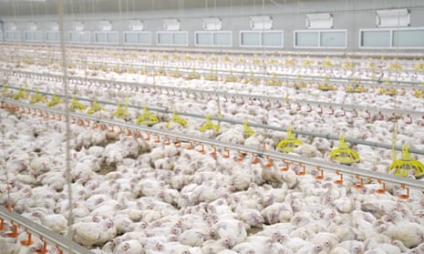 Chickens crammed in a factory farm
