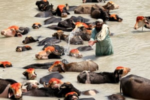 A herder cools off his cattle in a river