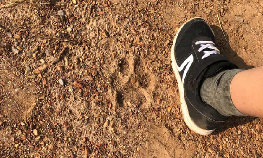 ‘The path was alive with army ants!’ – readers’ holiday encounters with nature 5 Evidence of an Iberian wolf in northern Portugal in August.