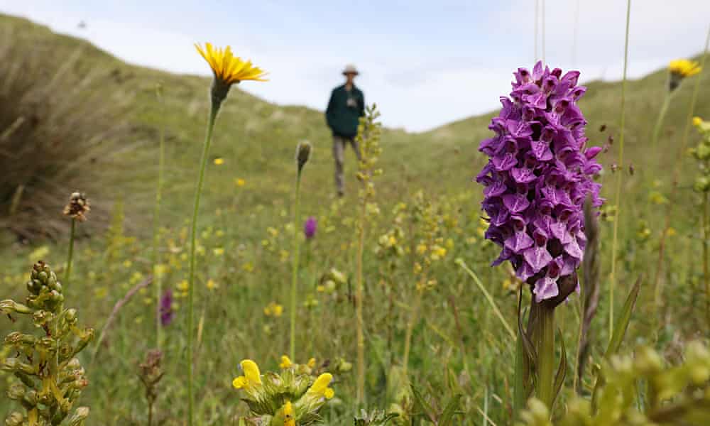 An orchid hunt in south Wales