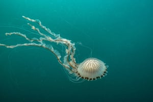 The week in wildlife – in pictures 2 A compass jellyfish