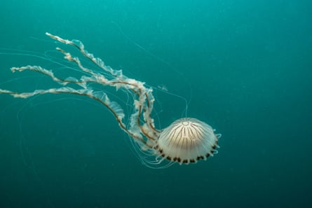 A compass jellyfish moving through water