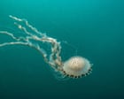 Jellyfish Swarm Encounters Surfers in North Devon