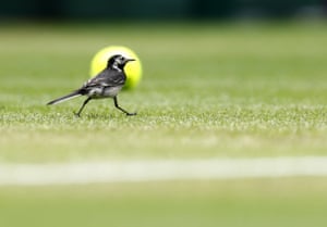 A small bird runs past a yellow tennis ball on a grass court