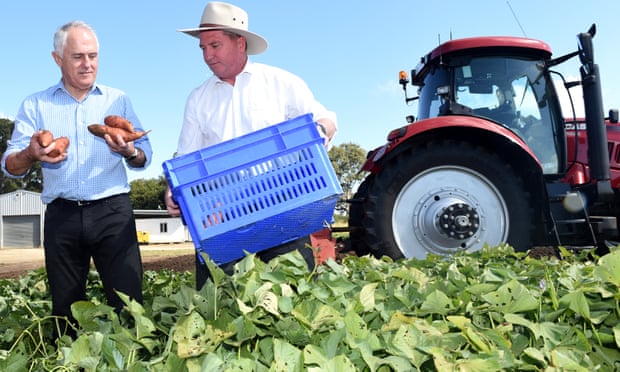 Malcolm Turnbull and Barnaby Joyce gather sweet potatoes during a visit to a farm near Rockhampton