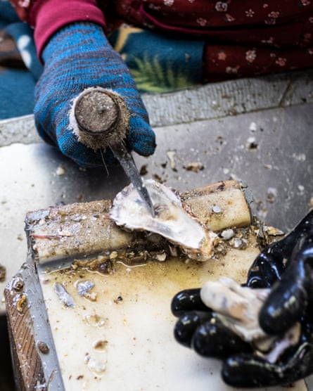 A pair of hands in protective gloves, one holding part of a shell, the other holding a sharp implement which has been driven through half of an oyster shell
