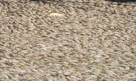 Dead fish, both carp and native, at the Menindee town boat ramp in western New South Wales, Australia, on 27 February 2023. 