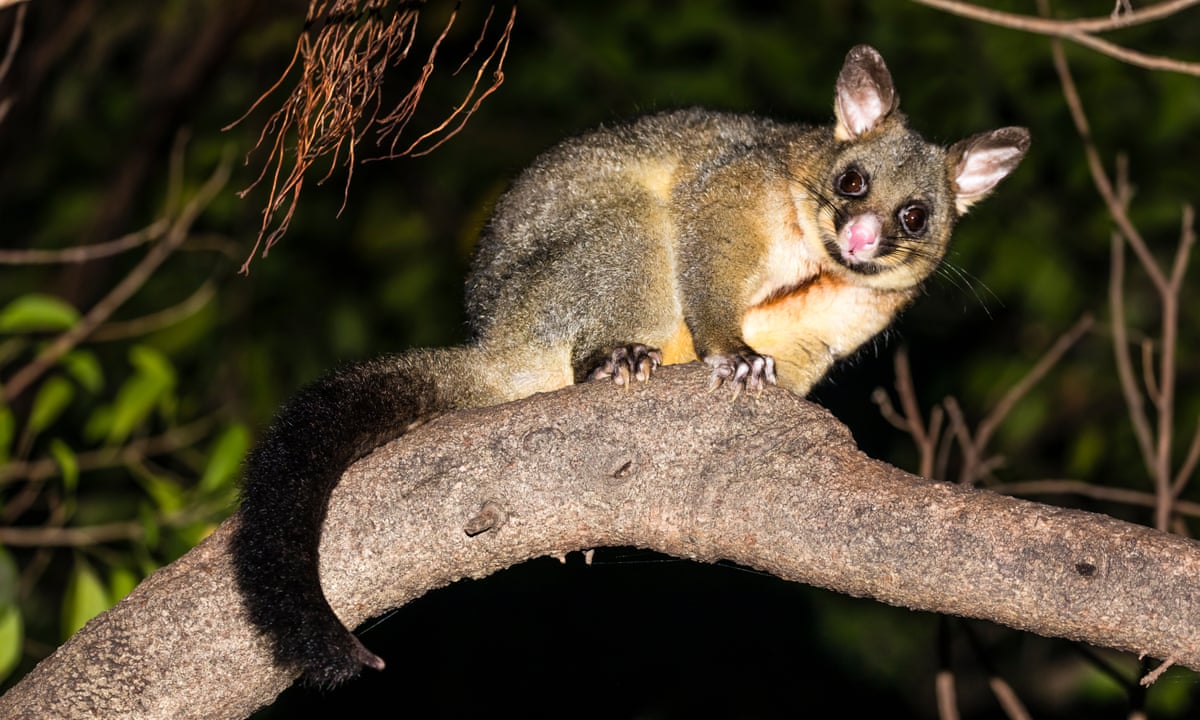 There's a lot more out at night': a beginner's guide to spotlighting | Australian lifestyle | The Guardian There's a lot more out at night': a beginner's guide to spotlighting | Australian lifestyle | The Guardian