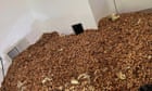 'A bit of a hoarder': woodpeckers stash 700lbs of nuts in California home