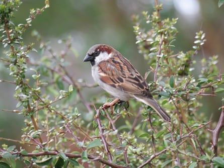 House sparrow in a garden near Epsom.