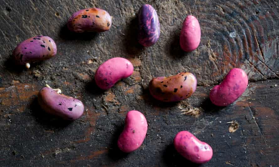 pink and black runner beans for planting