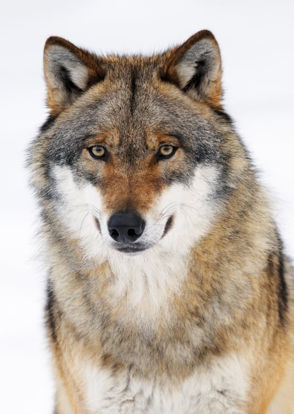 Landscape of fear: why we need the wolf - The Long Read A grey wolf in Germany. Photograph: Anagramm/Getty/iStockphoto