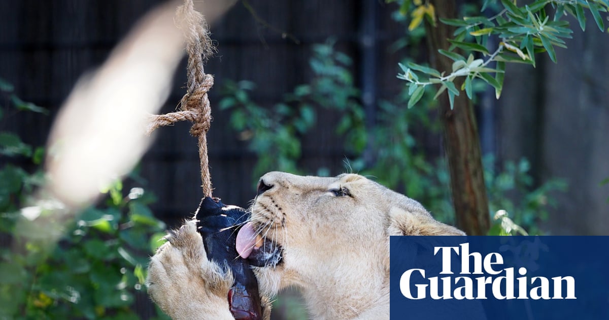 Lion’s aid: blood ice lollies keep big cats cool at London zoo