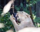 Source-feed image associated with Lion’s aid: blood ice lollies keep big cats cool at London zoo