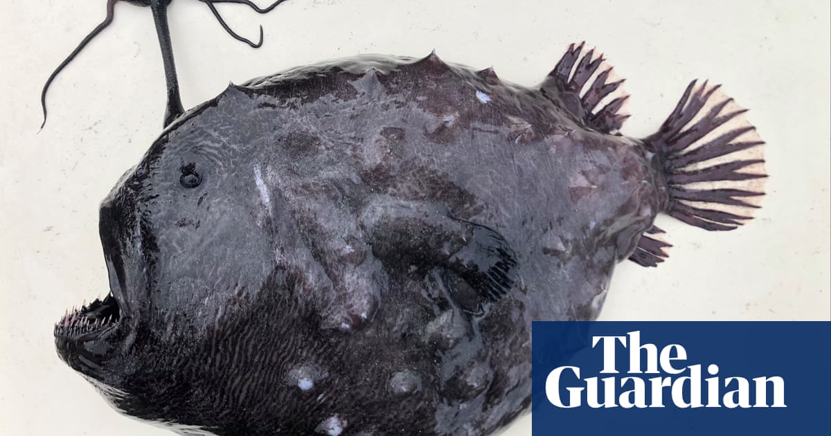 Rare and frightening footballfish washes up in California – again