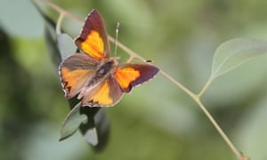 An Eltham copper butterfly sitting on a green leaf