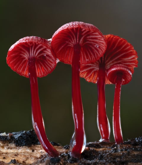 Cruentomycena-viscidocruentaAustralia
