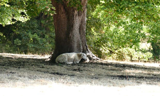 A sheep rests under a tree in Oxfordshire
