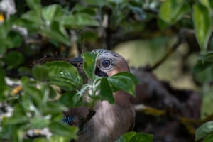 A jay building a nest in Germany.