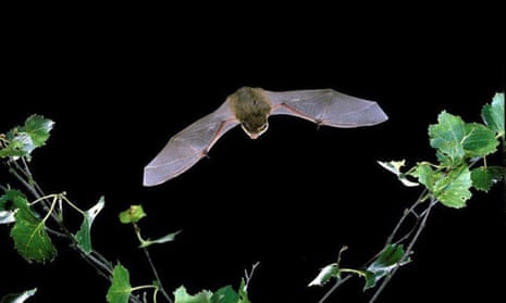 Pipistrelle bats feed when wind speeds are low, so the RSPB’s turbine will be switched off at those times. 