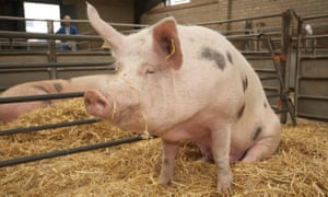 British farmers lose £7 for every pig they slaughter.