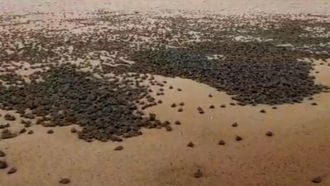 Scientists record world's largest hatching of baby turtles in South America – video