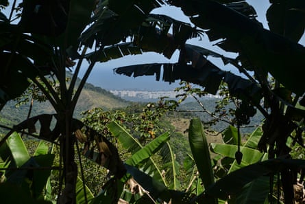 A hillside seen through banana leaves.