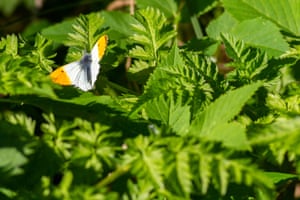 An orange tip butterfly