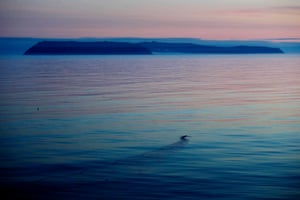 A bird’s wake is seen from the Finnish icebreaker MSV Nordica in the Bering Strait,in 2017.
