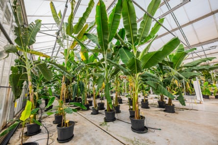 Rows of tall potted banana plants with broad leaves fill a greenhouse