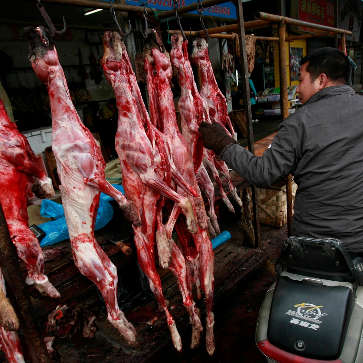 Shenzhen could be first city in China to ban eating of dogs and cats |  Wildlife | The Guardian