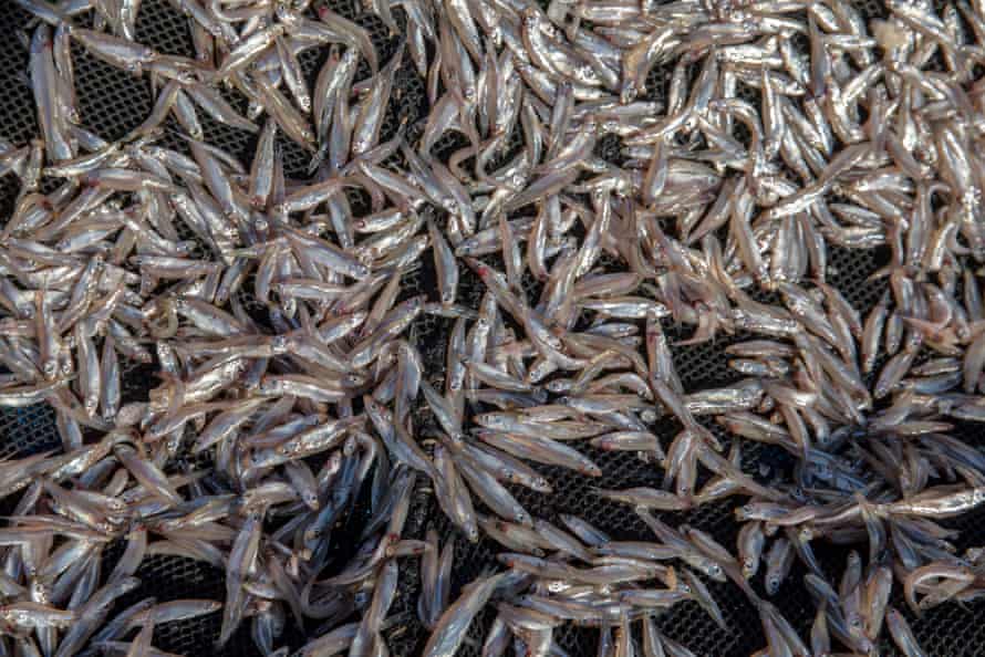 Tiny silvery fish lying on a net