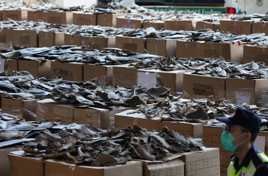 Part of a shipment of dried shark fins