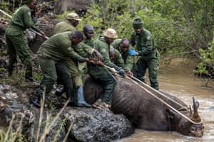 Membros do Serviço de Vida Selvagem do Quénia retiram um rinoceronte sedado da água para um local seguro durante uma iniciativa mais ampla de captura e translocação no parque nacional de Nairobi. Os planos para transferir 21 rinocerontes para a área de conservação de Loisaba, no norte, começaram esta semana. Os animais serão retirados de várias áreas de conservação congestionadas para controlar a população e a caça furtiva, numa das maiores translocações de rinocerontes da história do país.