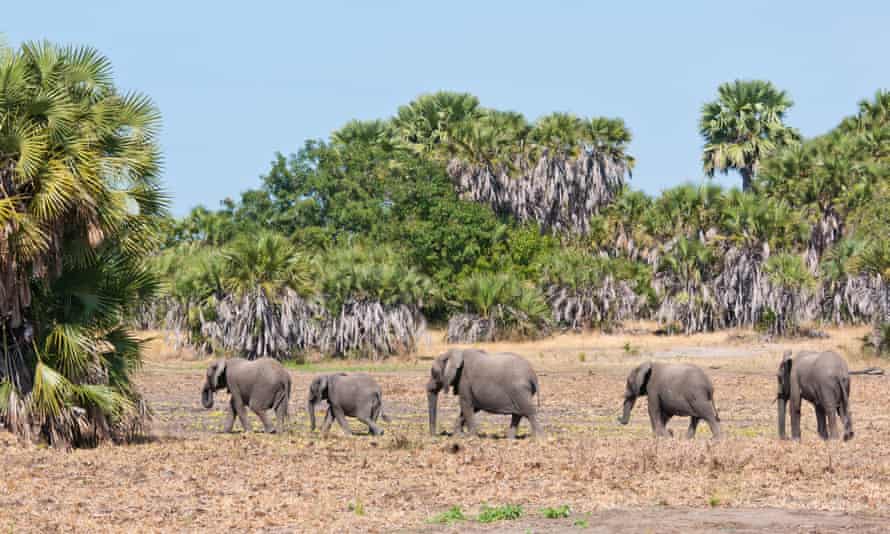 amily of elephant walking in selous game reserve in tanzania