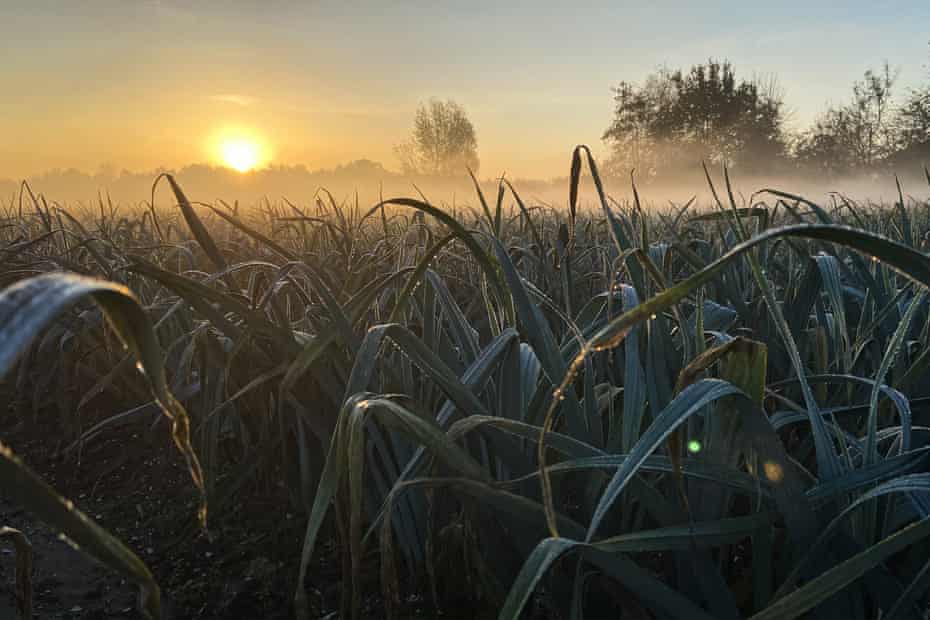 Leeks and setting sun