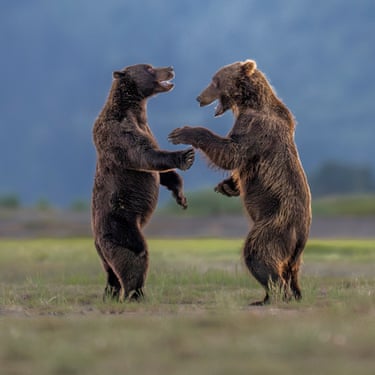 Two brown bears standing on hind paws, play fighting and laughing