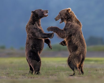 Charles Janson’s photo of two Bears Sharing a Laugh
