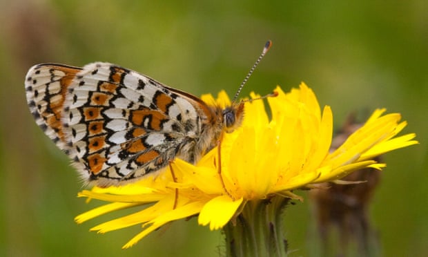 Butterflies released in Finland contained parasitic wasps – with more wasps inside Butterflies released in Finland contained parasitic wasps – with more wasps inside