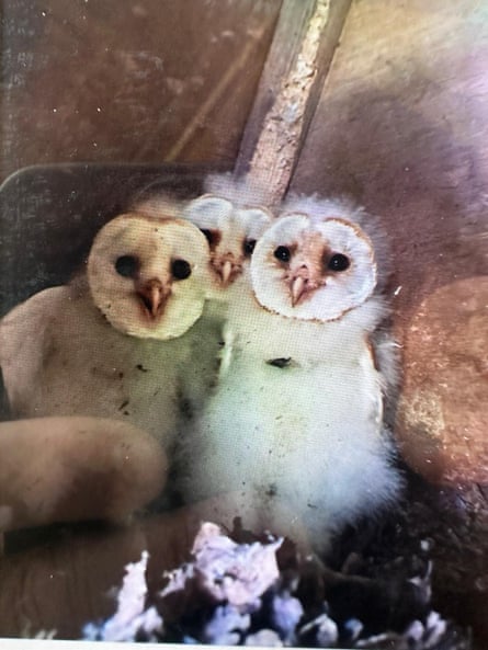 A snap from the nest cam that Spencer has installed in his owl box