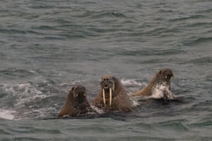 three walruses, one with very long, pointed tusks and two with only short tusks, swim close together in dark grey, cold-looking waters