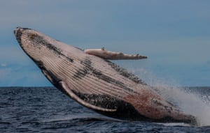 Their behaviours vary from showing their tail when they go down for a sounding dive to aerial displays such as breaching, which scientists believe is a form of communication.
