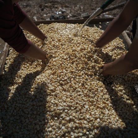 Corn is prepared for the pozole pot